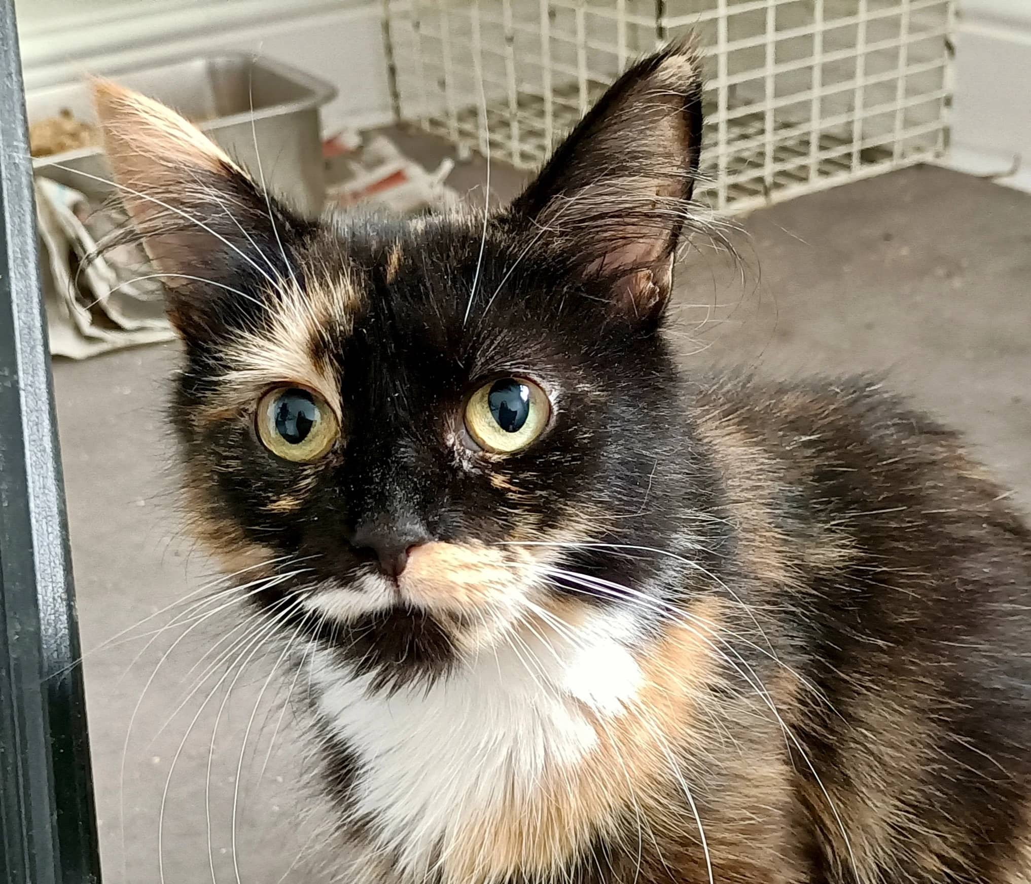 Jemima, domestic cat for adoption in London