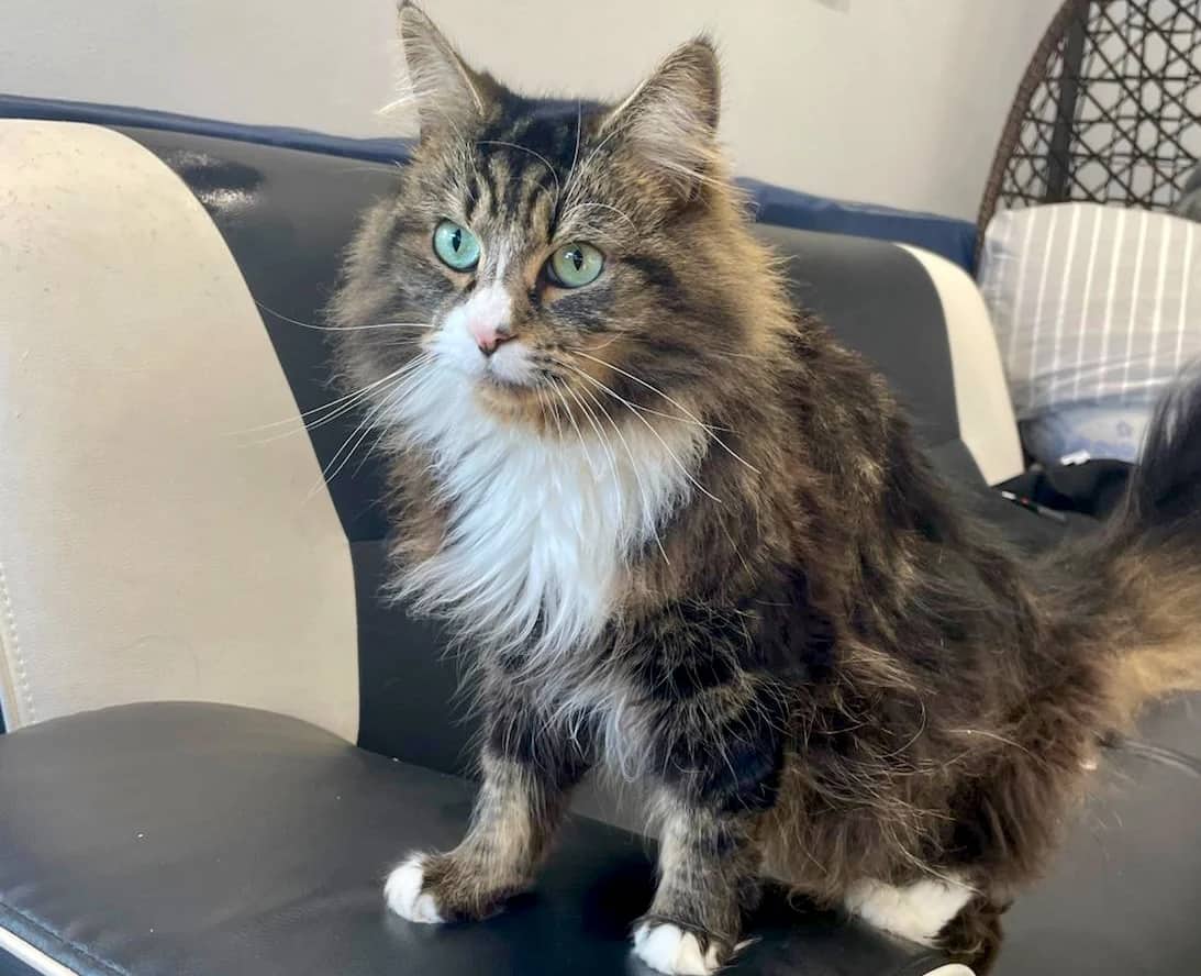 Miko, domestic cat for adoption in London