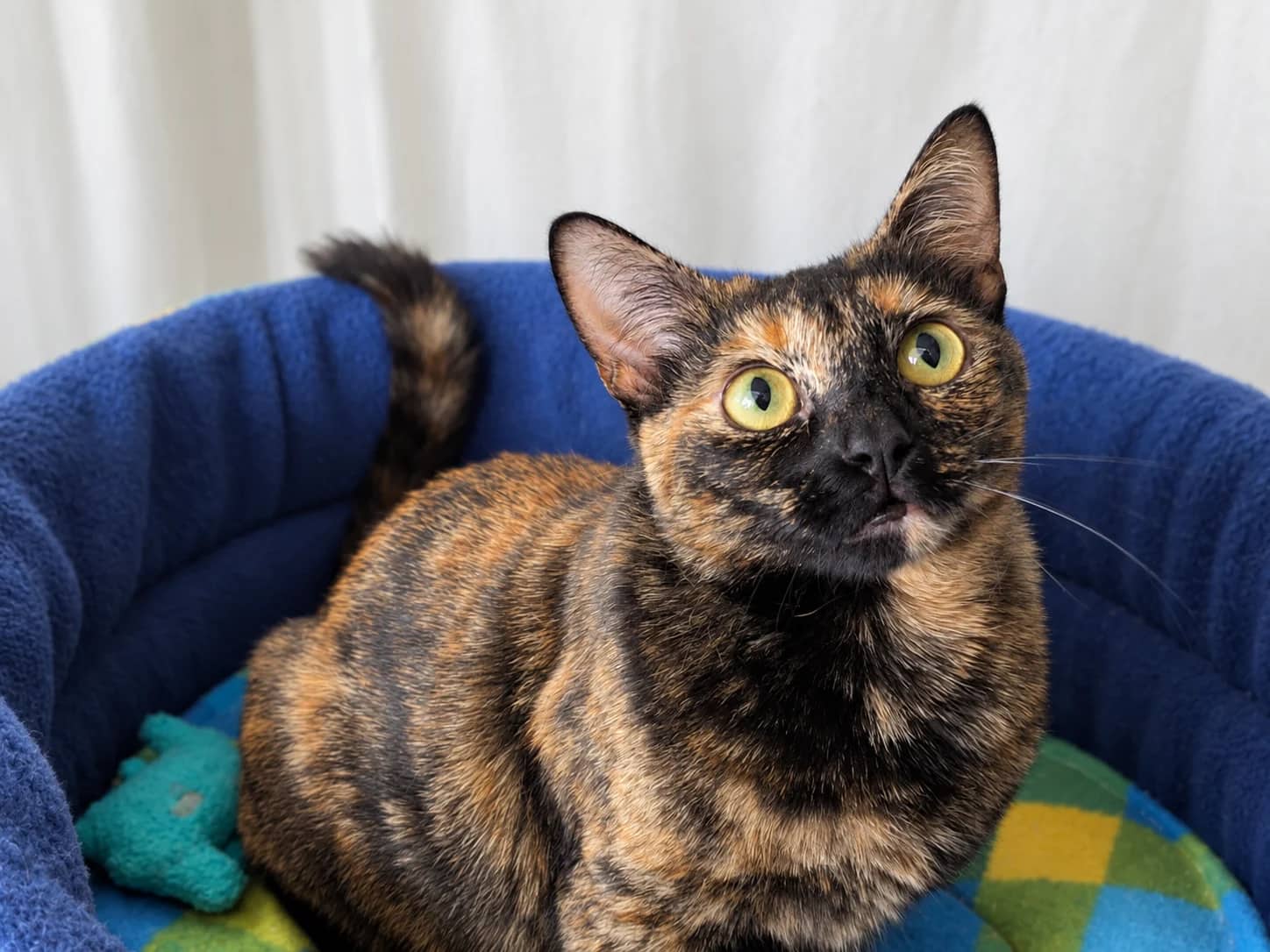 Karina, domestic cat for adoption in London