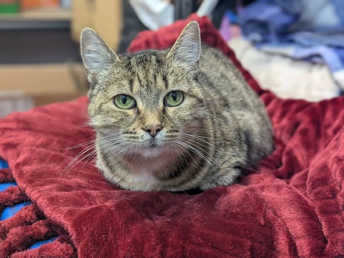 Jessy and Ketty, domestic cat for adoption in London