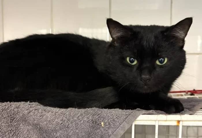 Mogley, domestic cat for adoption in London