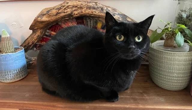 Mrs Sohi, domestic cat for adoption in London