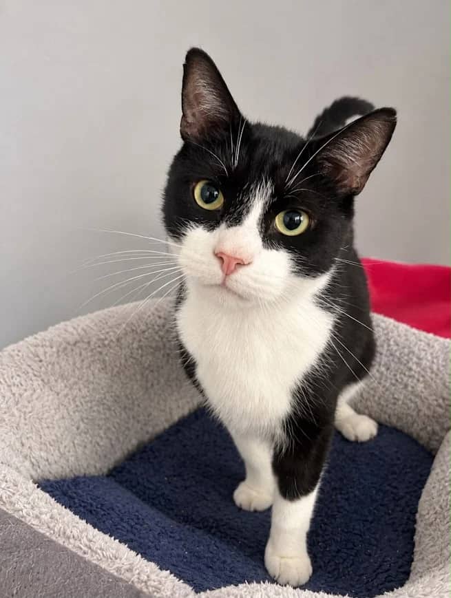 Ozzy, domestic cat for adoption in London