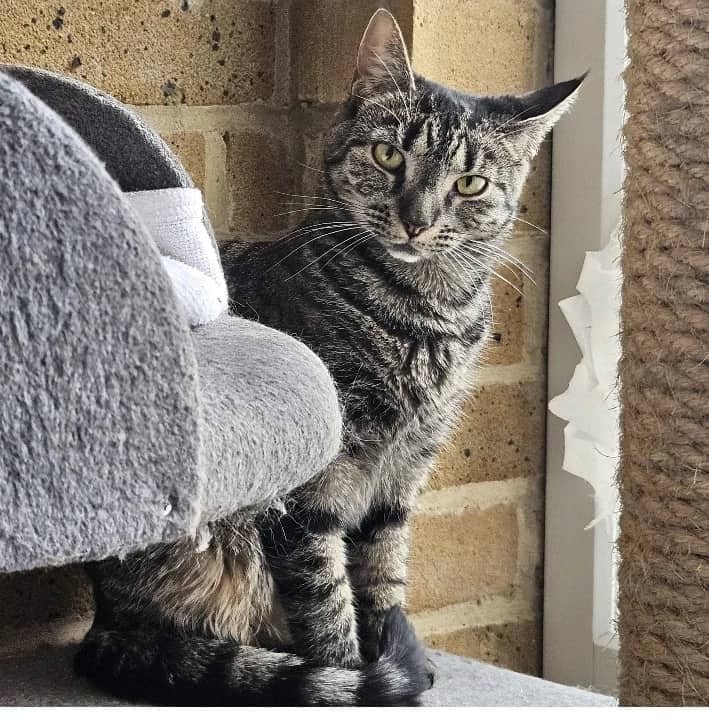 Panda and Pipsey, domestic cat for adoption in London