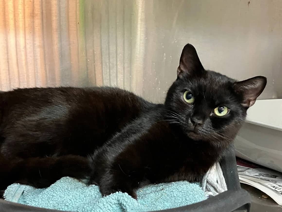 Pantheress, domestic cat for adoption in London
