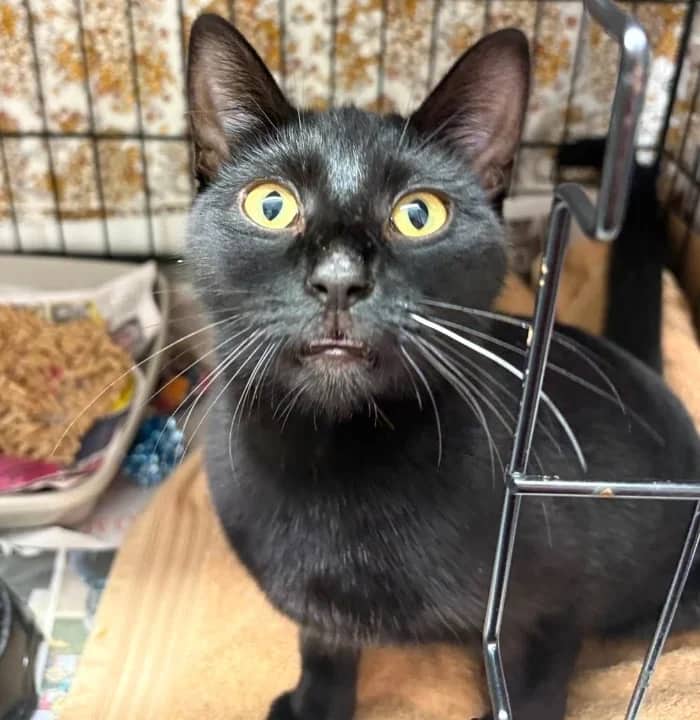 Peaches, domestic cat for adoption in London