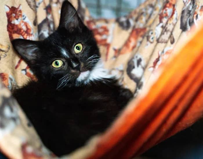 Penny And Brothers…., domestic cat for adoption in London