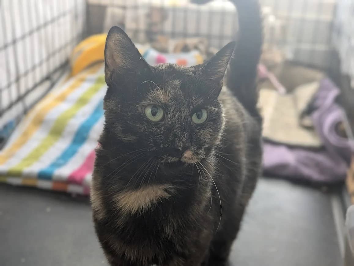 Patti, domestic cat for adoption in London