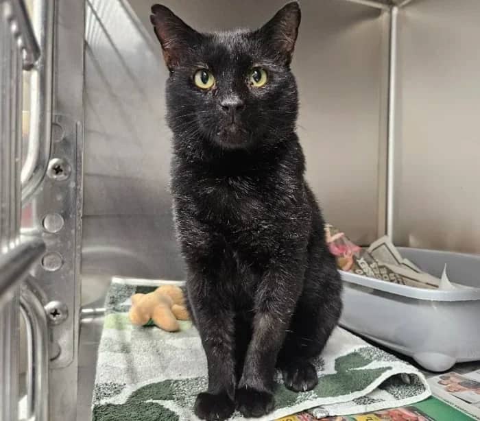 Simba, domestic cat for adoption in London