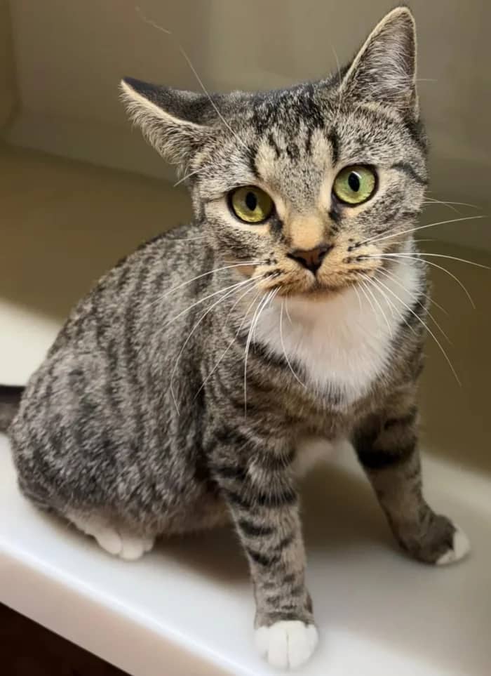 Skye And Friends, domestic cat for adoption in London