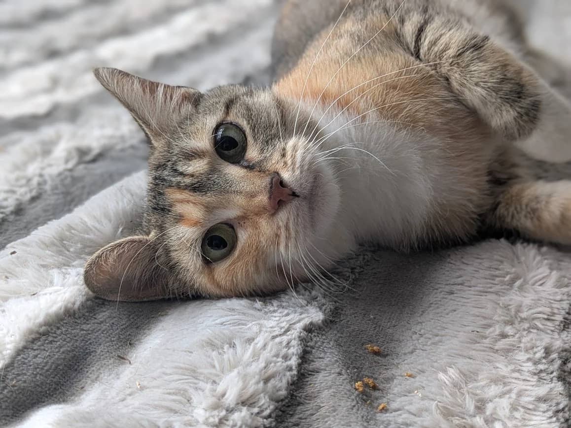 Tirana and Simba, domestic cat for adoption in London