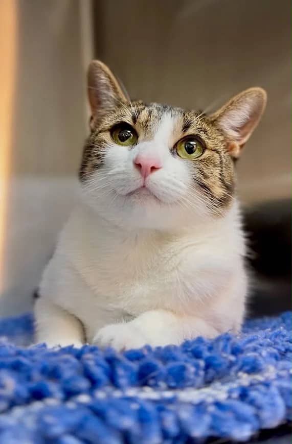 Cornella, domestic cat for adoption in London