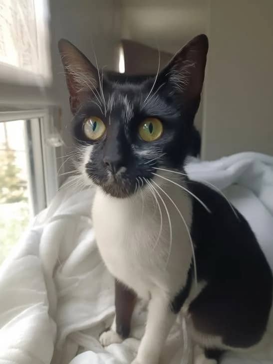 Storm, domestic cat for adoption in London