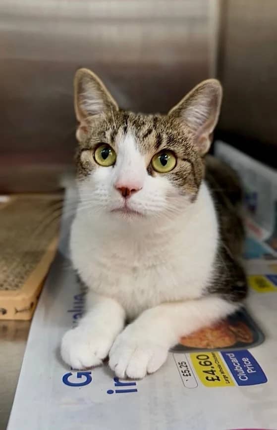 Scrabble, domestic cat for adoption in London