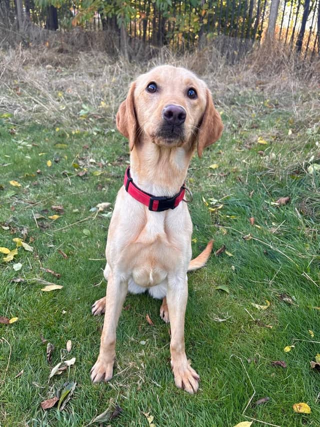 Dog Rescue & Rehoming England: 1,100+ Dogs | LocalPetFinder
