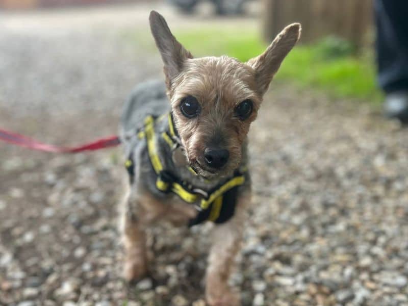 Ella, yorkshire terrier for adoption in Breckland