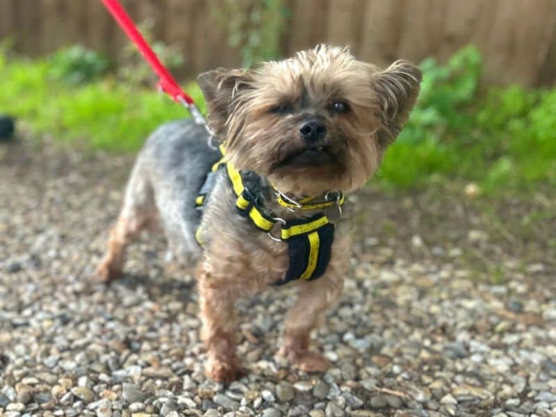 Lola Y, yorkshire terrier for adoption in Breckland