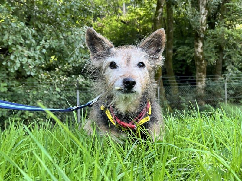 Lady, crossbreed for adoption in Ilfracombe