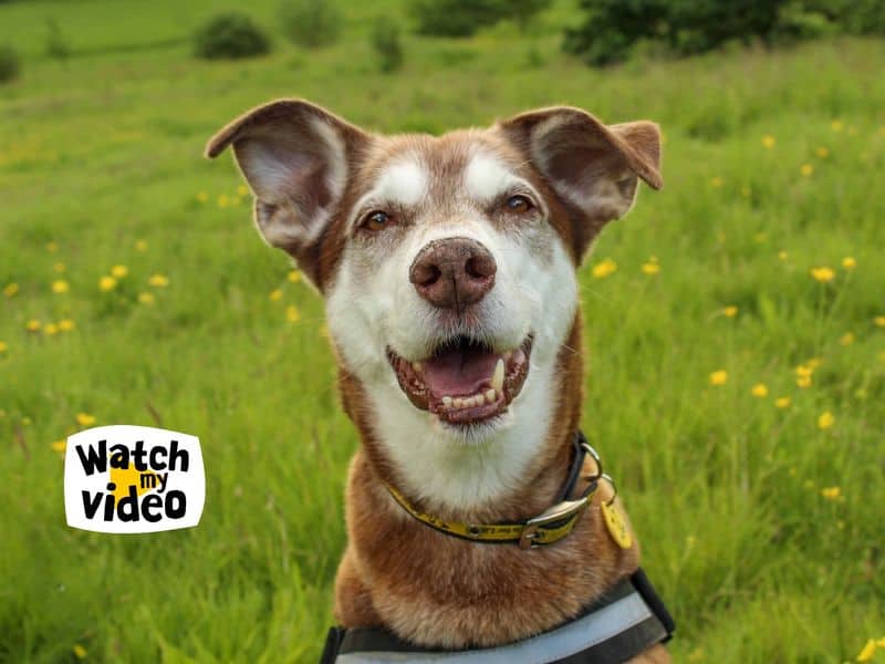 Amigo, lurcher cross for adoption in Sadberge