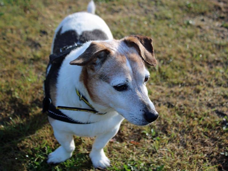 Patsy, photo 2