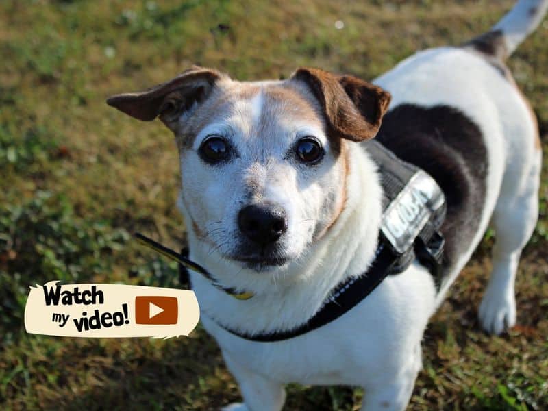 Patsy, jack russell terrier for adoption in Huyton