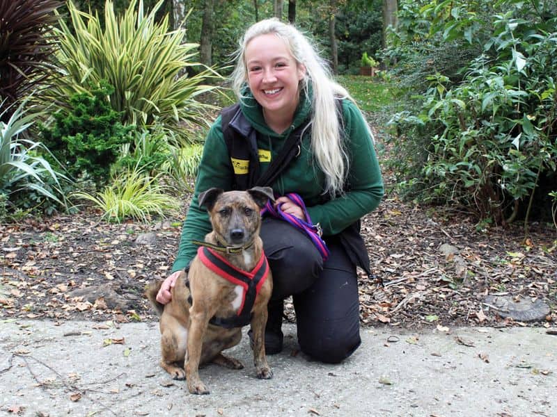 Barney, crossbreed for adoption in Huyton