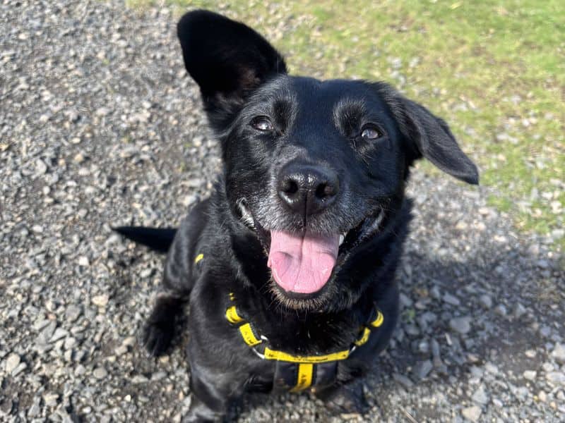 Roxie, jack russell terrier cross for adoption in Mid and East Antrim