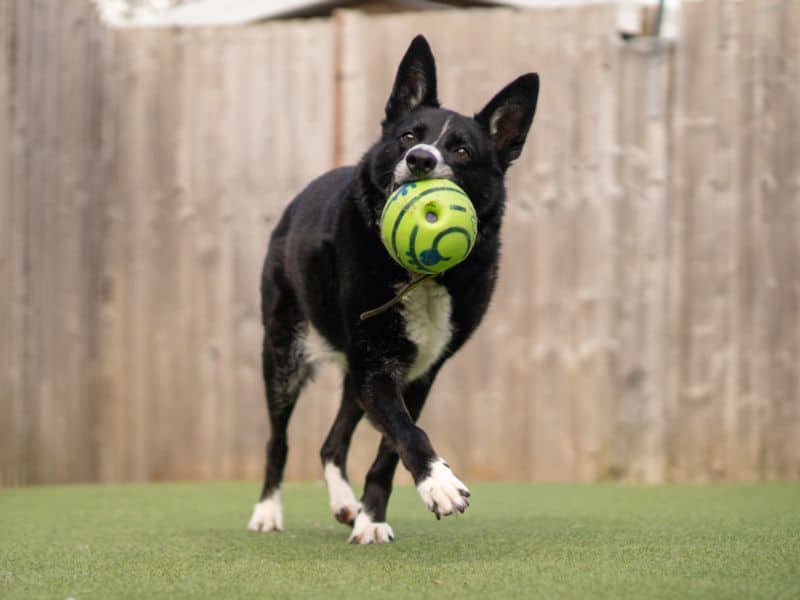 Ollie, photo 3