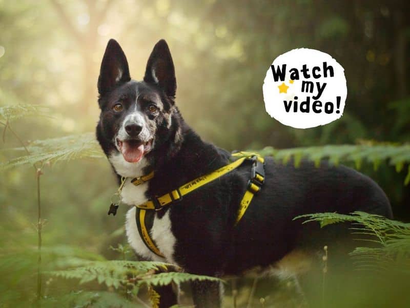 Ollie, border collie for adoption in Kenilworth