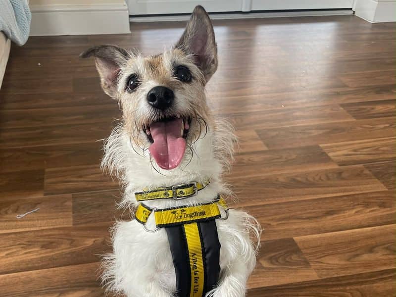 Penny, jack russell terrier cross for adoption in Telford