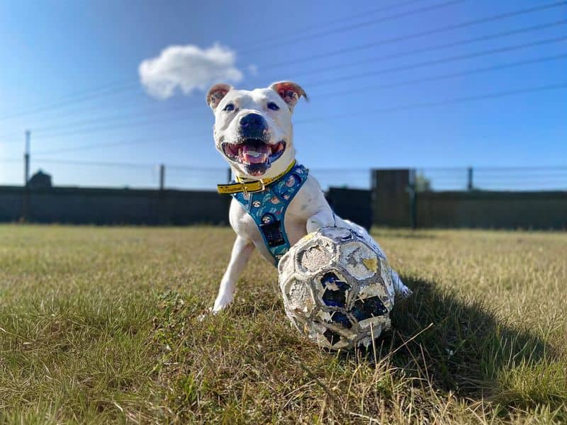 Tetley, staffordshire bull terrier cross for adoption in Wickford