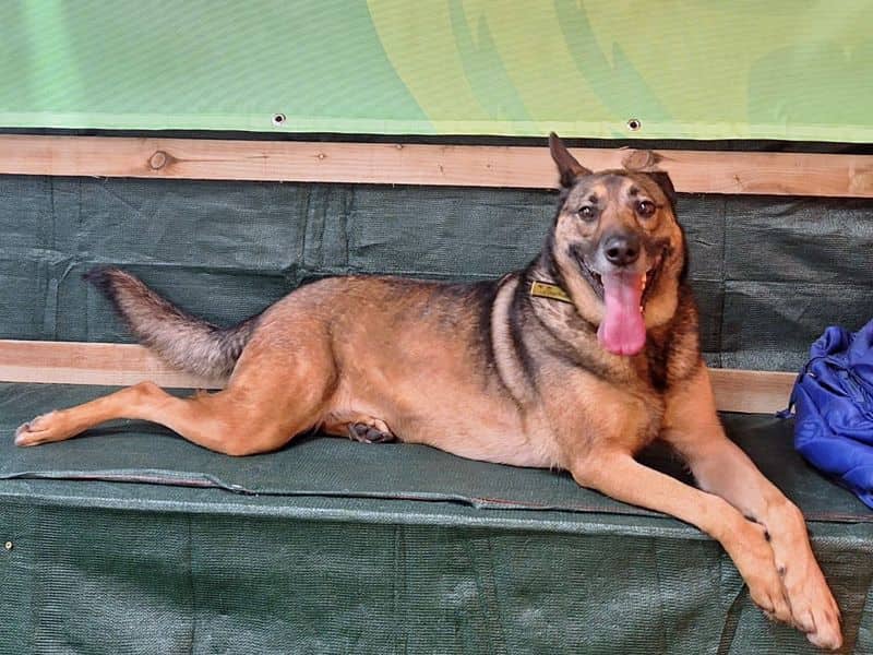 Nala, photo 5
