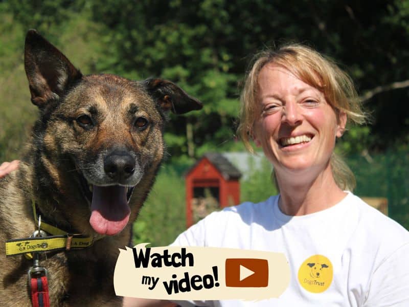 Nala, crossbreed for adoption in Huyton
