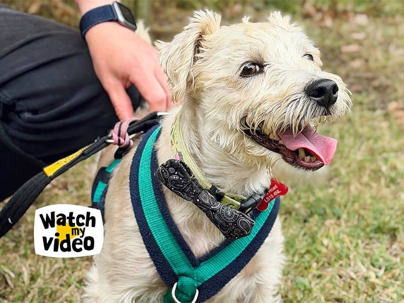 Teddy, crossbreed for adoption in Leeds