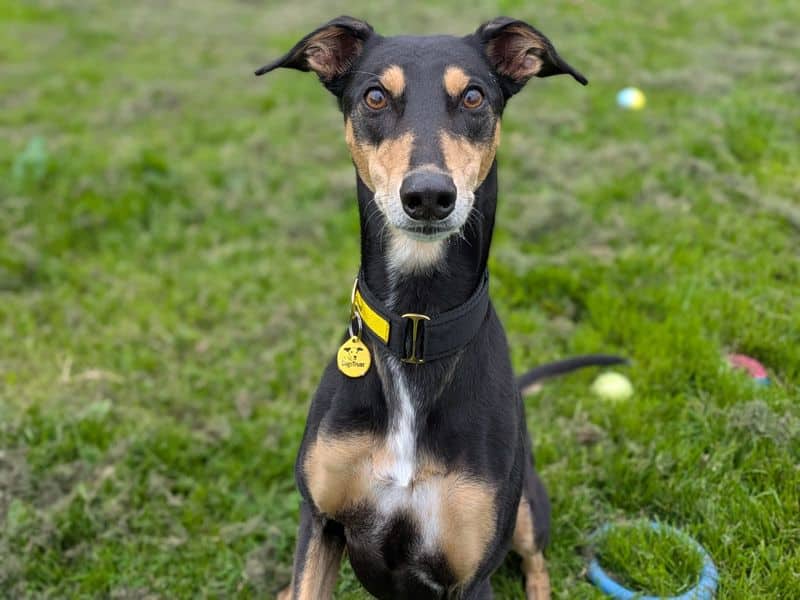 Liquorice Longlegs, lurcher cross for adoption in West Calder