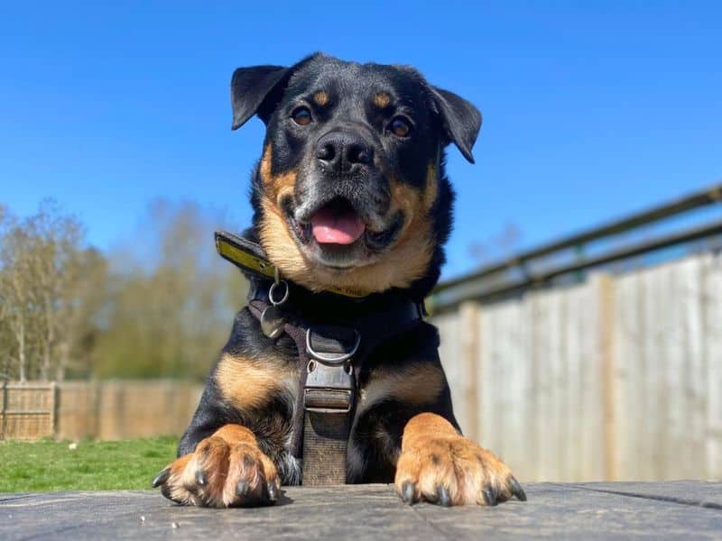 Twiglet, crossbreed for adoption in West Calder