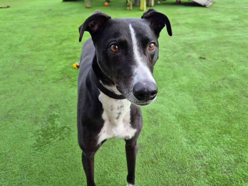 Betty Spaghetti, lurcher for adoption in Wymeswold