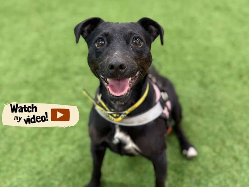 Belle, patterdale terrier for adoption in Huyton