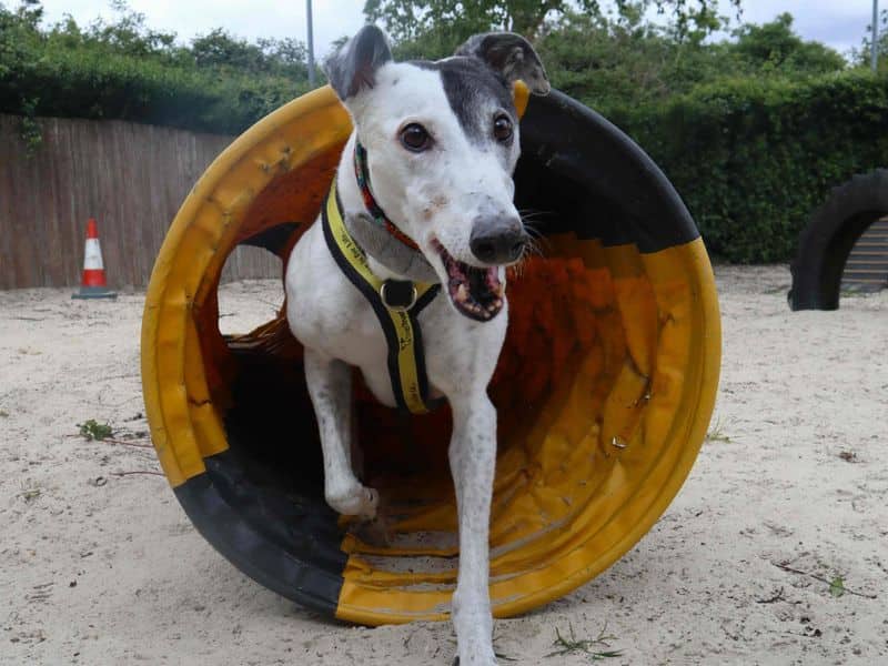 Patch, greyhound for adoption in London