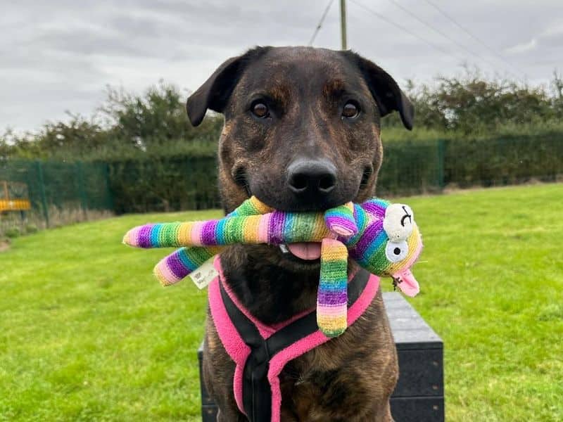 Holly, mastiff cross for adoption in Wymeswold