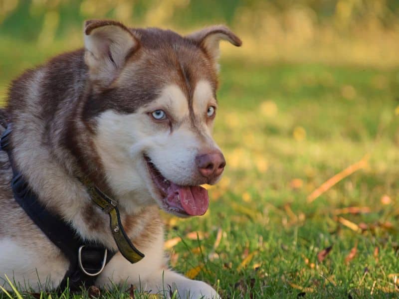 Forest, siberian husky cross for adoption in Wickford