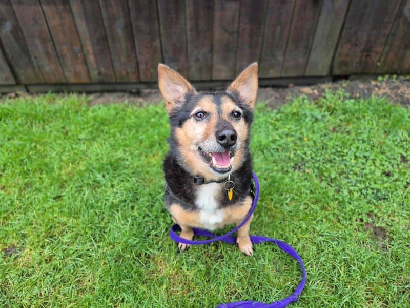 Lemmy, pembroke welsh corgi cross for adoption in Wymeswold
