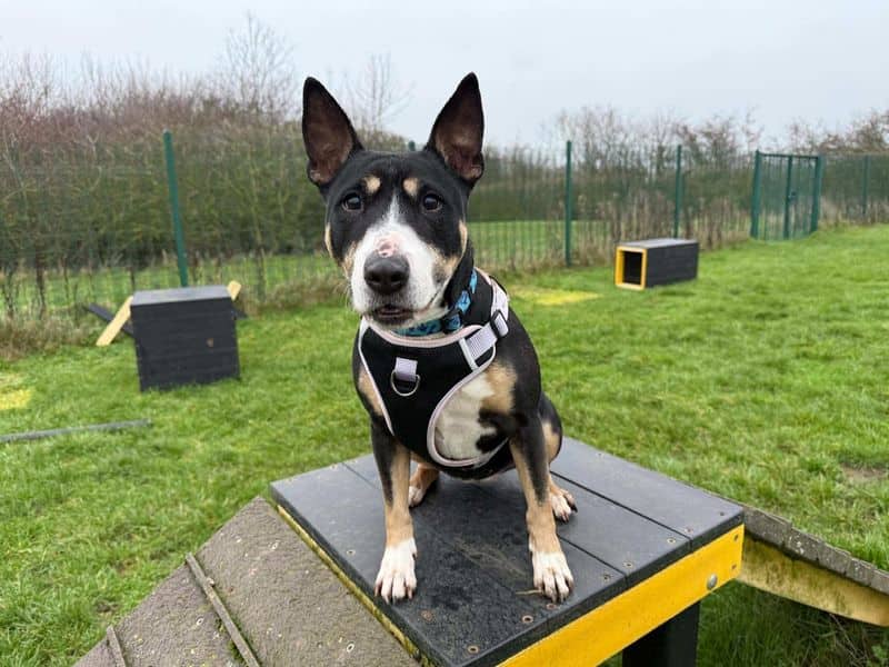 Kira, bull terrier for adoption in Wymeswold