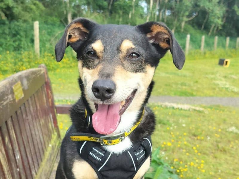 Rossi, jack russell terrier cross for adoption in Mid and East Antrim (photo 1 of 4)