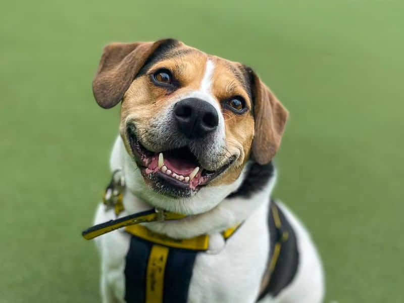 Ronnie, beagle cross for adoption in Wickford