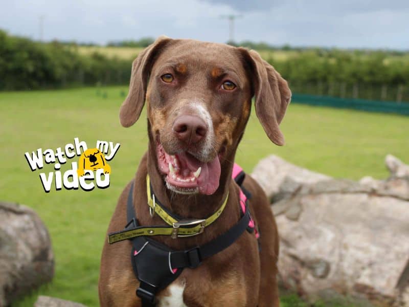 Pixie, crossbreed for adoption in Sadberge