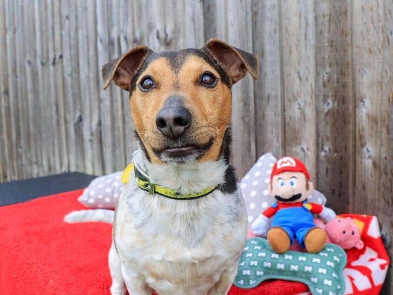 Mario, jack russell terrier for adoption in Evesham