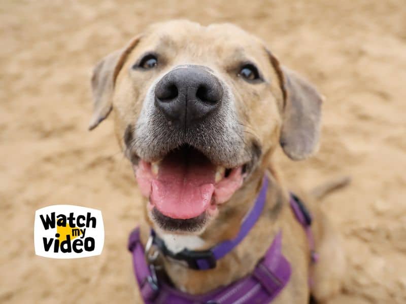 Milo, staffordshire bull terrier cross for adoption in Leeds
