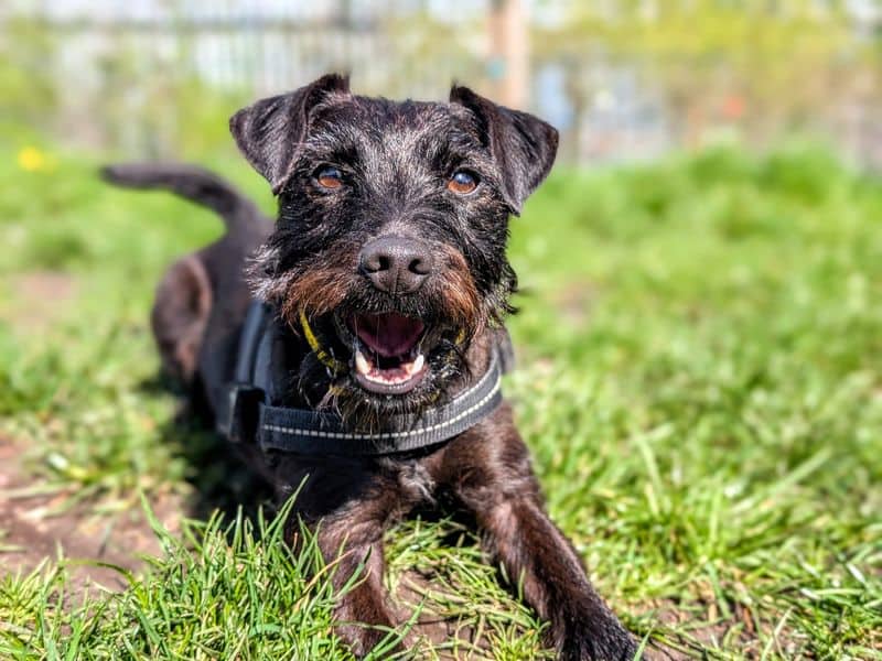 Evie, crossbreed for adoption in Cardiff