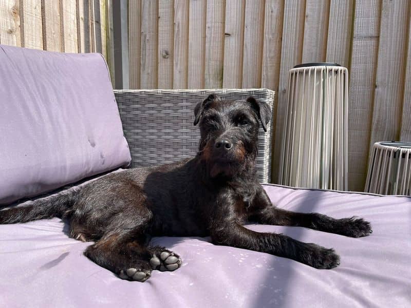 Evie, photo 2